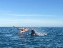 FOK BALIĞI - 120 kiloluk fok balığını yendi