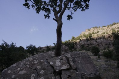 Ağaç, Dev Kayayı İkiye Böldü