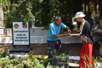 BELEDİYE MEZARLIĞI - Alanya Belediyesi Mezarlıklarda Ücretsiz Çiçek Dağıtacak