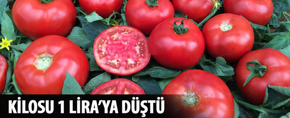 Domatesin kilogramı tarla hasadıyla 1 Lira'ya düştü