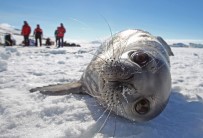 BALIK AĞI - Okyanuslardaki Kirlilikten Antarktika Kıyıları Da Nasibini Aldı