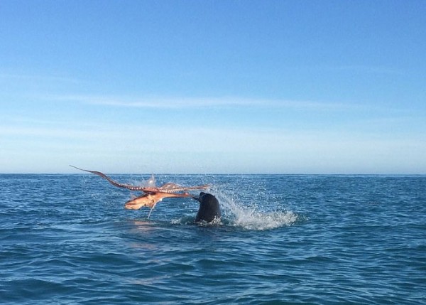 120 kiloluk fok balığını yendi