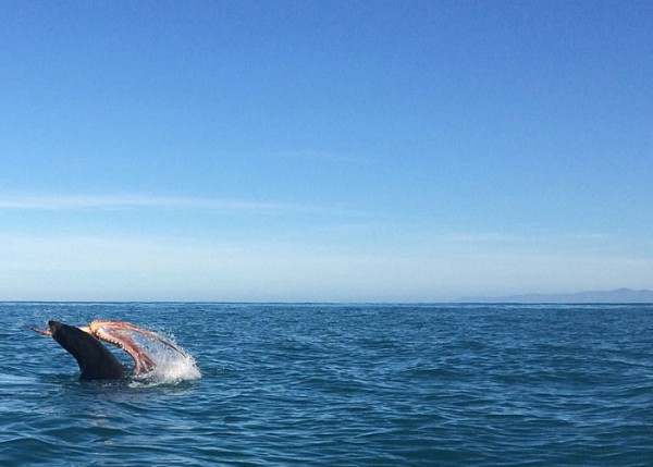 120 kiloluk fok balığını yendi