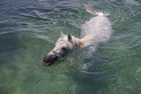 Nehirde hem kendileri hem atları serinledi