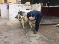 MASAJ - Aksaray Malaklısı Cinsi Çoban Köpeğinin Banyo Keyfi