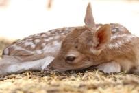 DOĞURGANLIK - Doğurganlık Oranı En Yüksek Hayvanat Bahçesi