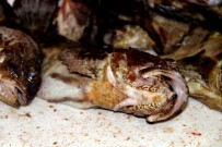 ZEHİRLİ BALIK - Kıyı Balıkçılarının Vazgeçilmezi Açıklaması İskorpit Balığı