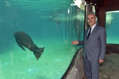 Bursa Zoo'nun Yeni Misafirleri Fok Ve Penguen