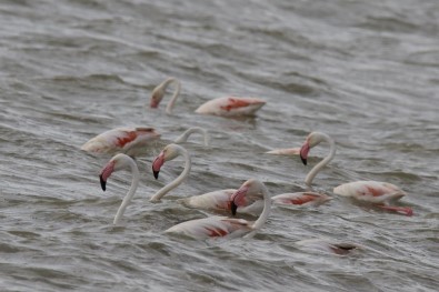 Flamingolar Van'a Geldi