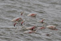 ERÇEK GÖLÜ - Flamingolar Van'a Geldi