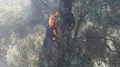 Sultanhisar'daki Yangının Sigaradan Çıktığı Belirtildi