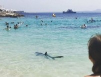 MALLORCA - Akdeniz'de köpek balığı paniği!