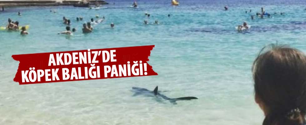 Akdeniz'de köpek balığı paniği!