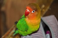 DANS GÖSTERİSİ - Bu Papağan Görenleri Şaşkına Çeviriyor