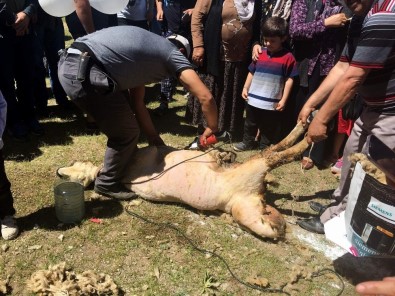 Develi'de Koyun Kırım Şenliği Düzenlendi