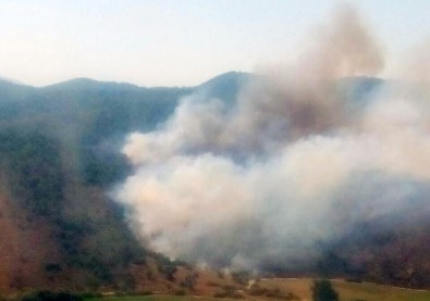 Milas'ta Ziraat Alanında Başlayan Yangın Ormanı Yaktı