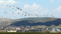 Avrupa'da Nesli Tükenme Noktasına Gelen Flamingoların Yeni Adresi Tuz Gölü Haberi
