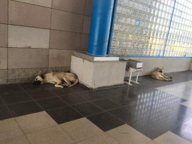 Başakşehir Belediyesi Sıcak Havalarda Sokak Hayvanlarını Unutmadı