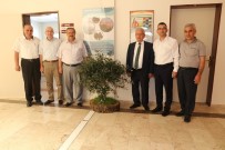 ZEYTİN AĞACI - Başkan Uysal Turizm Fakültesine Zeytin Ağacı Hediye Etti