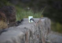 CEMEVI - Bu Kuş Ayna Meraklısı