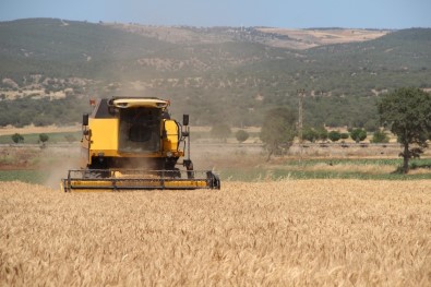 Kahramanmaraş'ta Buğday Hasadı Başladı
