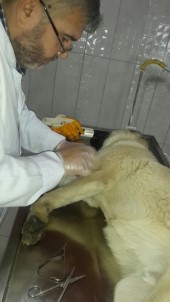 Yaralı Köpek Tedavi Edilerek Sahibine Teslim Edildi