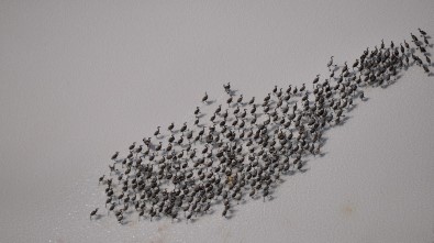 Flamingo Yavruları Tuz Gölü'nde Efsane Yürüyüşlerine Başladı