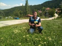 BİTKİSEL İLAÇ - Köylüler Şifa İçin Akbaşlı Otu Topluyorlar