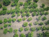 Ormanlık Alandaki Kenevirlere Drone'li Takip