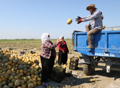 Adana'da Kavun Hasadı Başladı