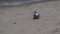 FÜNYE - İstanbul'da Sahilde Mayın Paniği