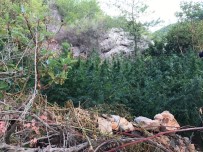 Antalya'da 280 Kök Kenevir Ele Geçirildi Haberi