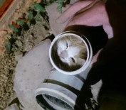 YAVRU KEDİ - Boruya Sıkışan Kediyi İtfaiye Kurtardı
