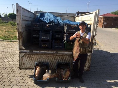 Jandarma, Ahlat'ta 1,5 Ton Kaçak Balık Yakaladı