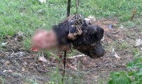 MUSTAFA YıLMAZ - Bilecik’te esrarengiz köpek ölümleri