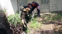 YARıMCA - İnşaatın Temeline Düşen Köpeklere İtfaiye Müdahale Etti