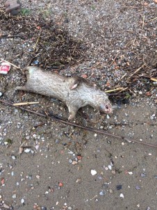 İznik Gölü'nde Ölü Su Samuru Kıyıya Vurdu