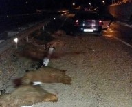 Otomobilin Çarptığı 50 Koyun Telef Oldu