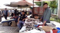 NORVEÇ - Ramazan Geldi, Balık Fiyatları Düştü