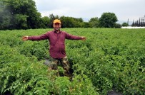 TONAJ - Atadan Kalma Çeşitleri Günümüz Teknolojisiyle Daha Verimli Hale Getirdi