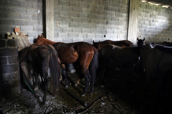 Adana'da kaçak et operasyonu