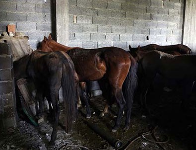 Adana'da kaçak et operasyonu