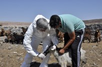 SAĞLIK TARAMASI - Diyarbakır'da 520 Bin Hayvan Kayıt Altına Alındı