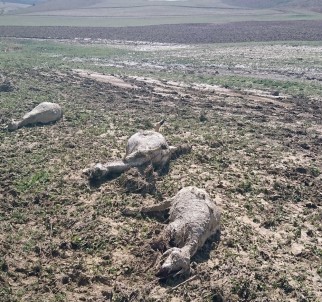 - Ankara'da Şiddetli Yağmur,  Çobanlar Canını Zor Kurtardı