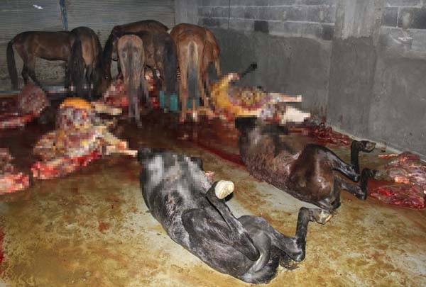 Adana'da kaçak et operasyonu