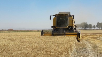 MKÜ Arazilerinde Buğday Hasadına Başlandı