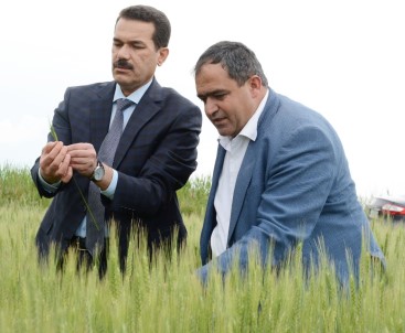 Aksaray'da Ekili Tarım Arazileri Denetim Altında