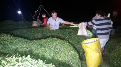 Sıcaklıklar Artınca Rize'de Çay Üreticisi Çayını Gece Toplamaya Başladı
