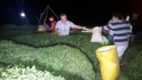 ÇAY ÜRETİCİSİ - Sıcaklıklar Artınca Rize'de Çay Üreticisi Çayını Gece Toplamaya Başladı