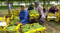 UZUNCABURÇ - Silifke'de Örtü Altı Üzüm Hasadı Tamamlandı
